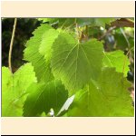 Vitis_vinifera_ssp._sylvestris_(b) .JPG